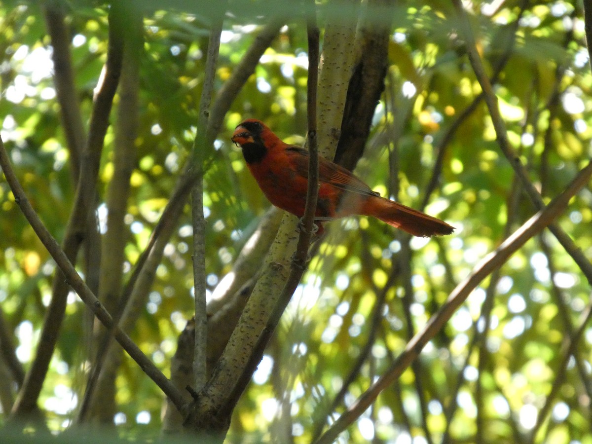Northern Cardinal - ML640119714