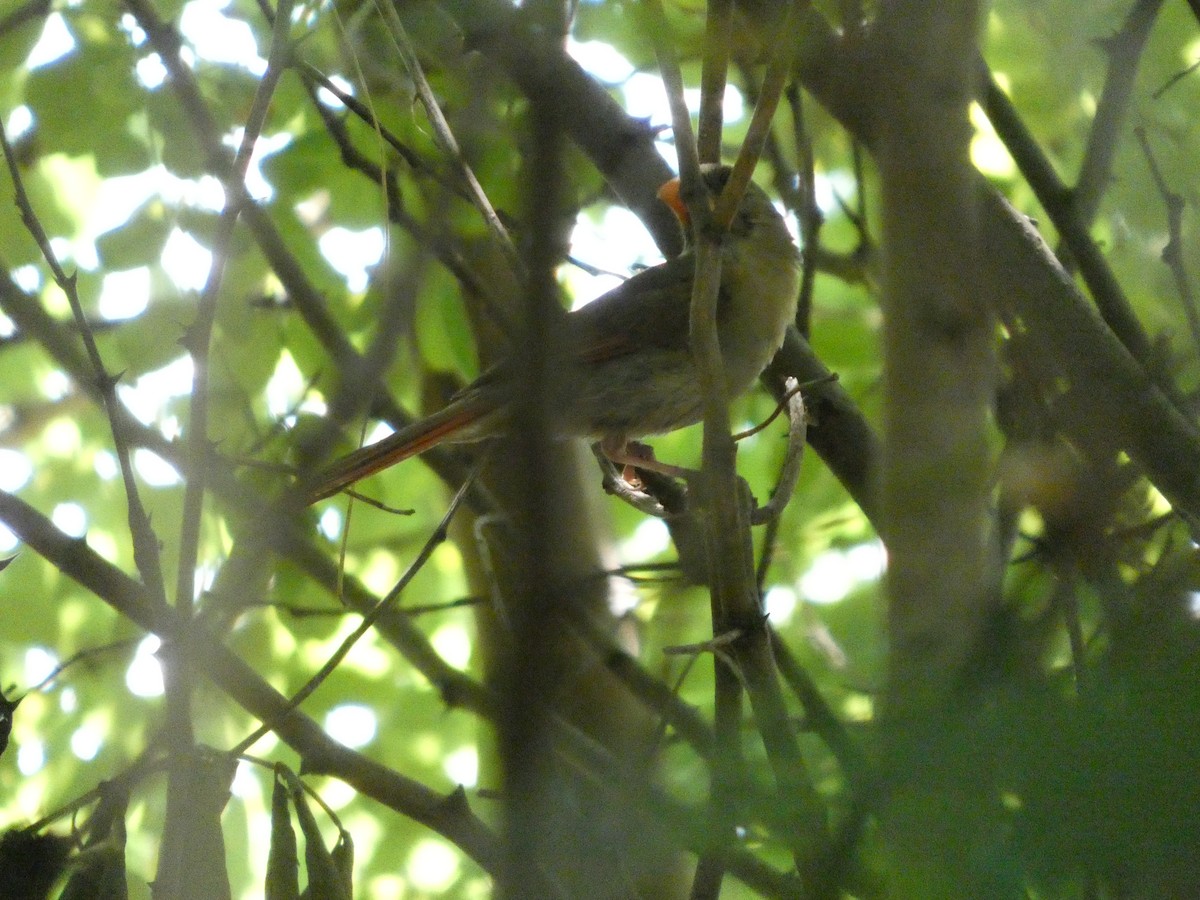 Northern Cardinal - ML640119731