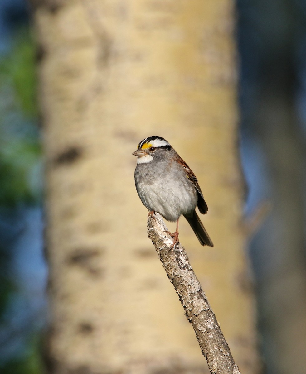 White-throated Sparrow - ML640119764