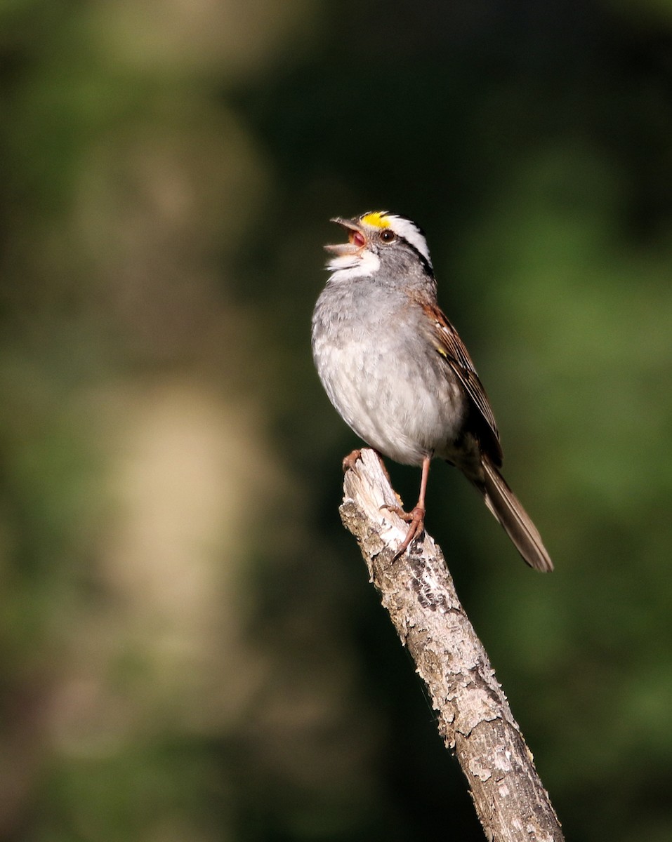 White-throated Sparrow - ML640119765