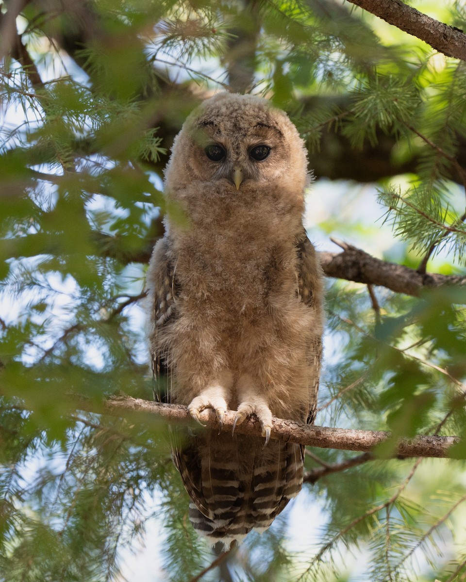puštík západní - ML640119774