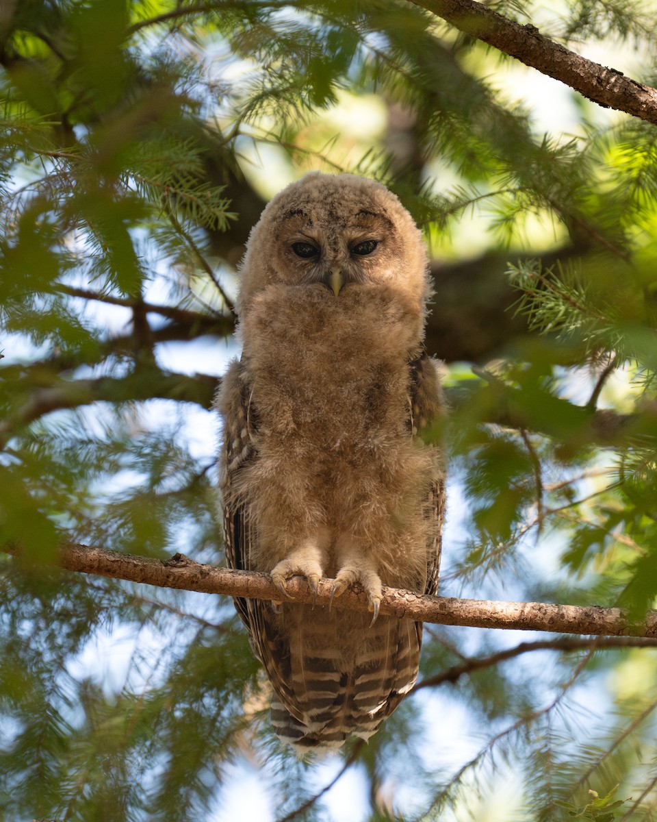 puštík západní - ML640119775