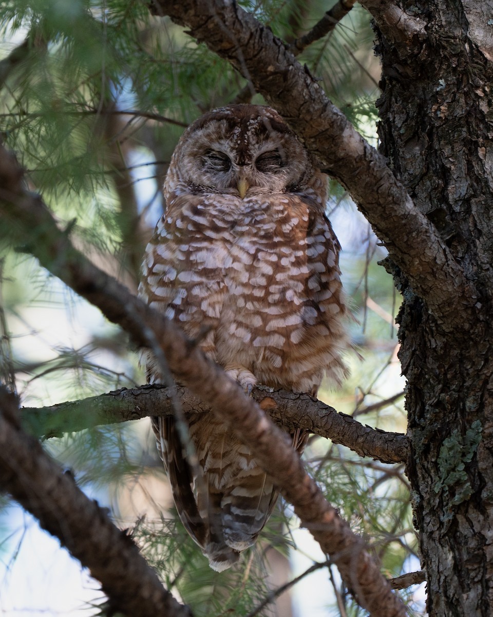 puštík západní - ML640119796