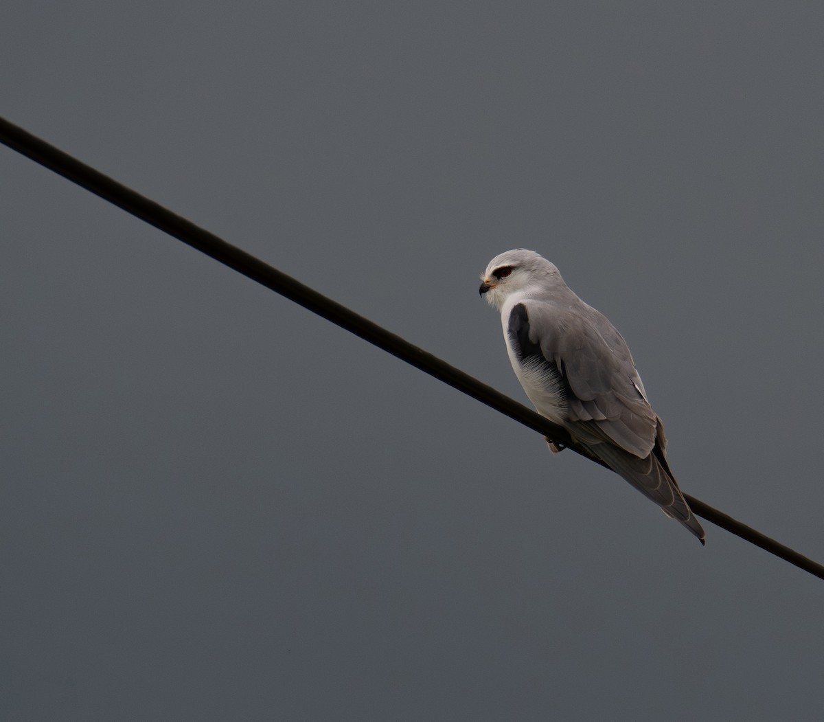 Black-winged Kite - ML640119854