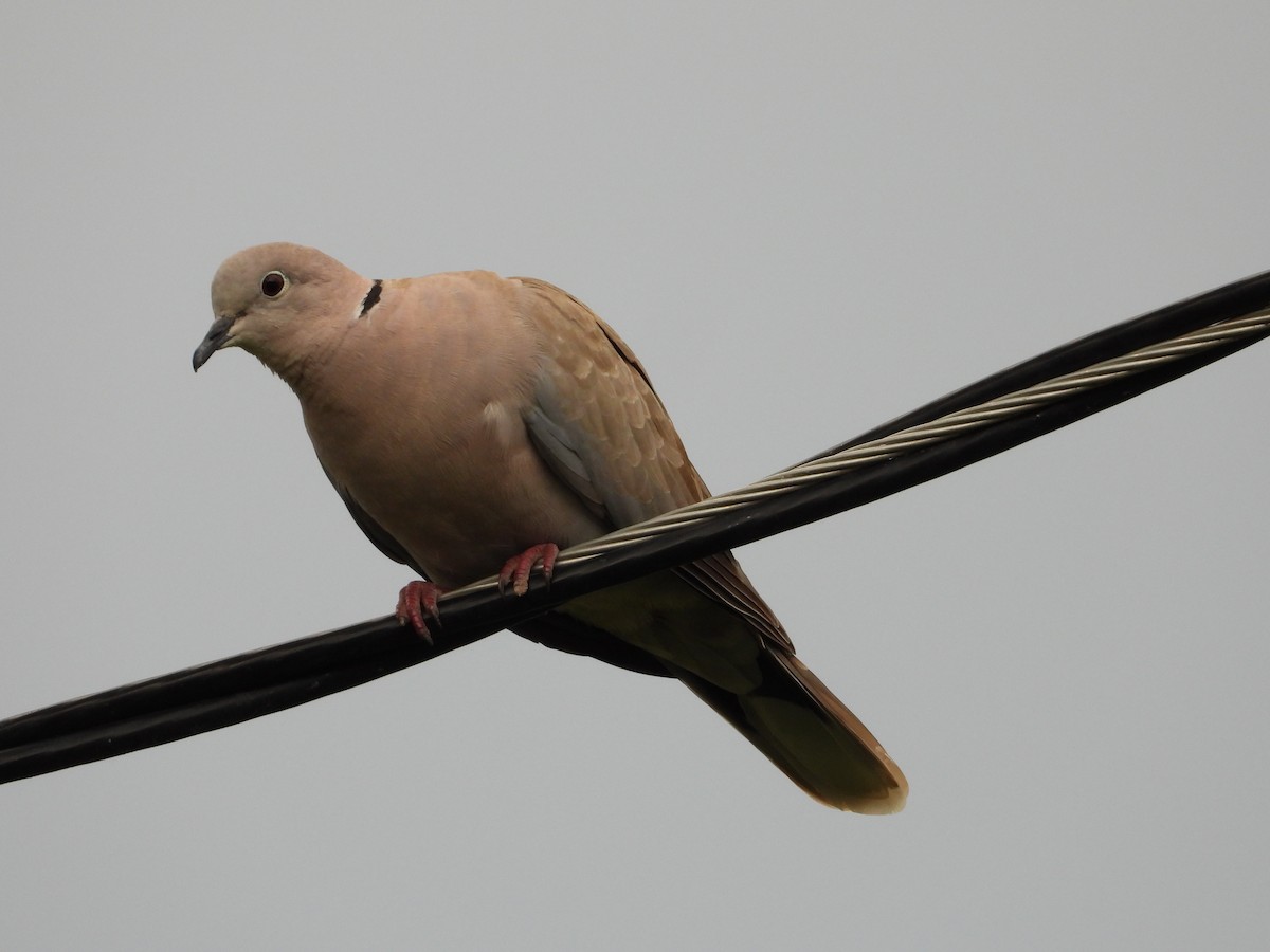 tyrkerdue - ML640119864