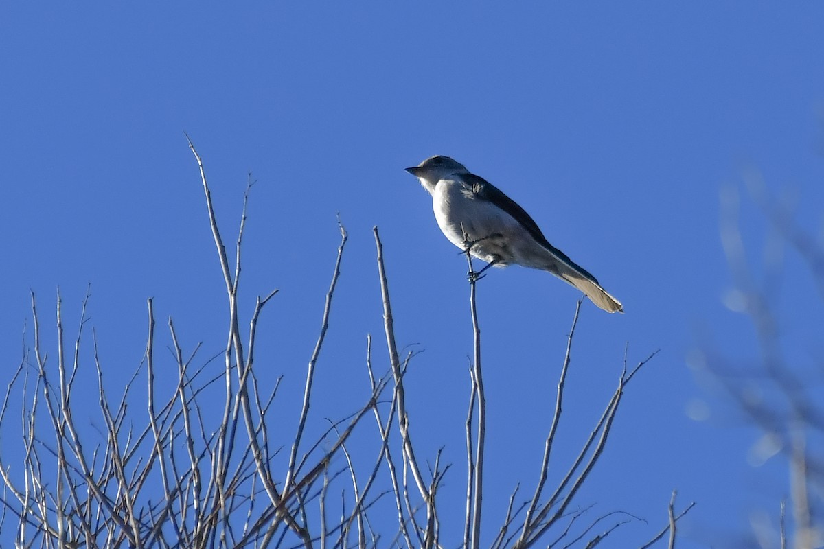 Shear-tailed Gray Tyrant - ML640119890