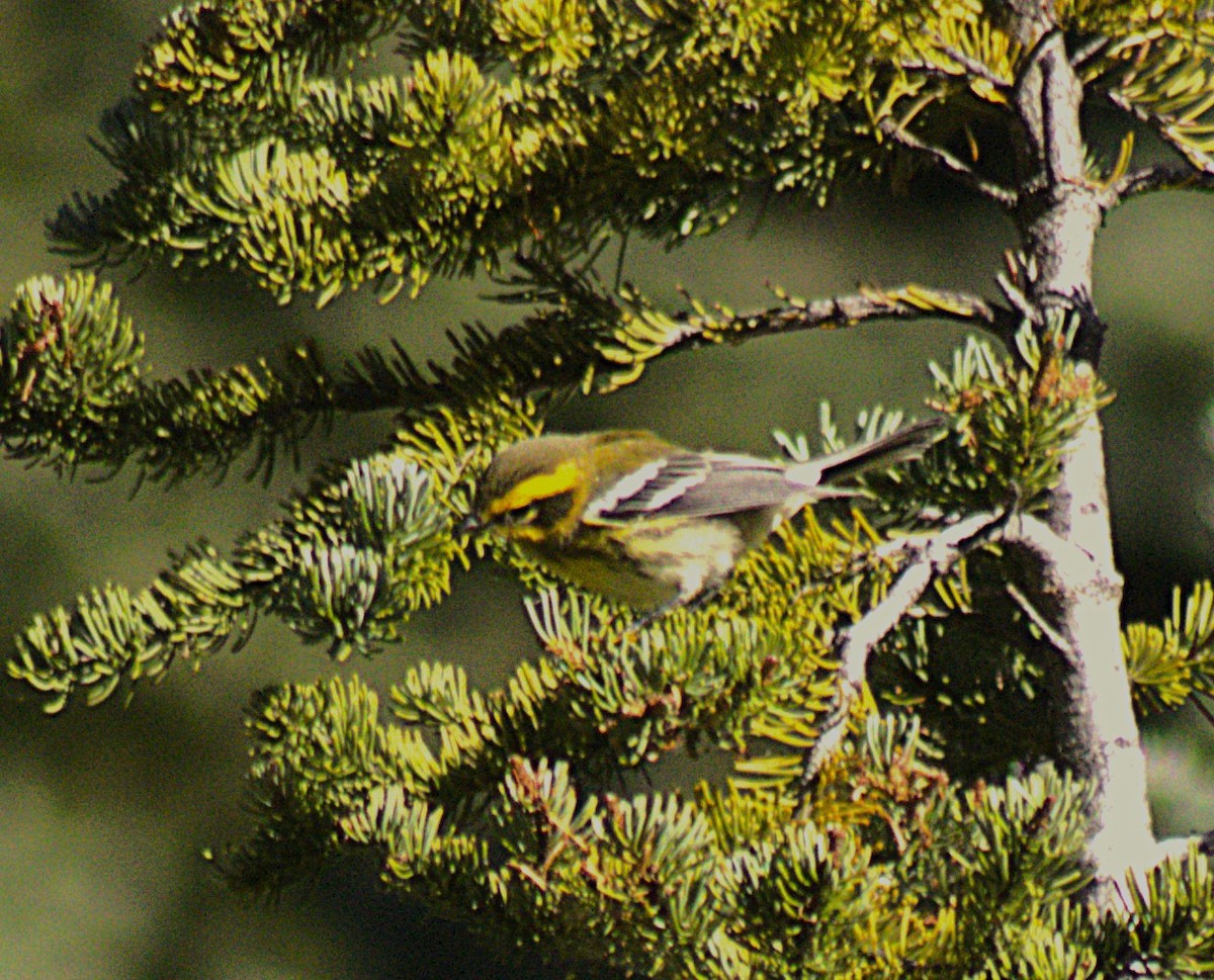 Townsend's Warbler - ML640119907
