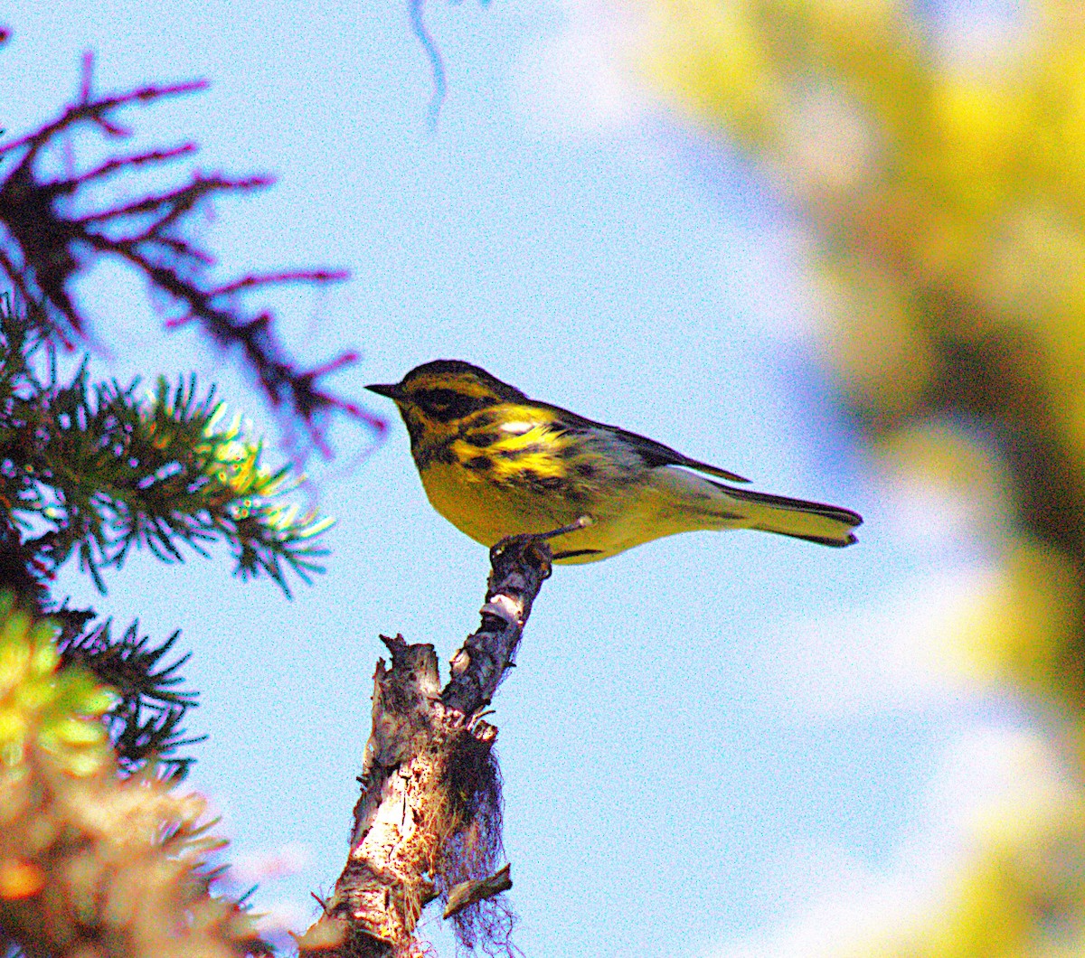 Townsend's Warbler - ML640119946