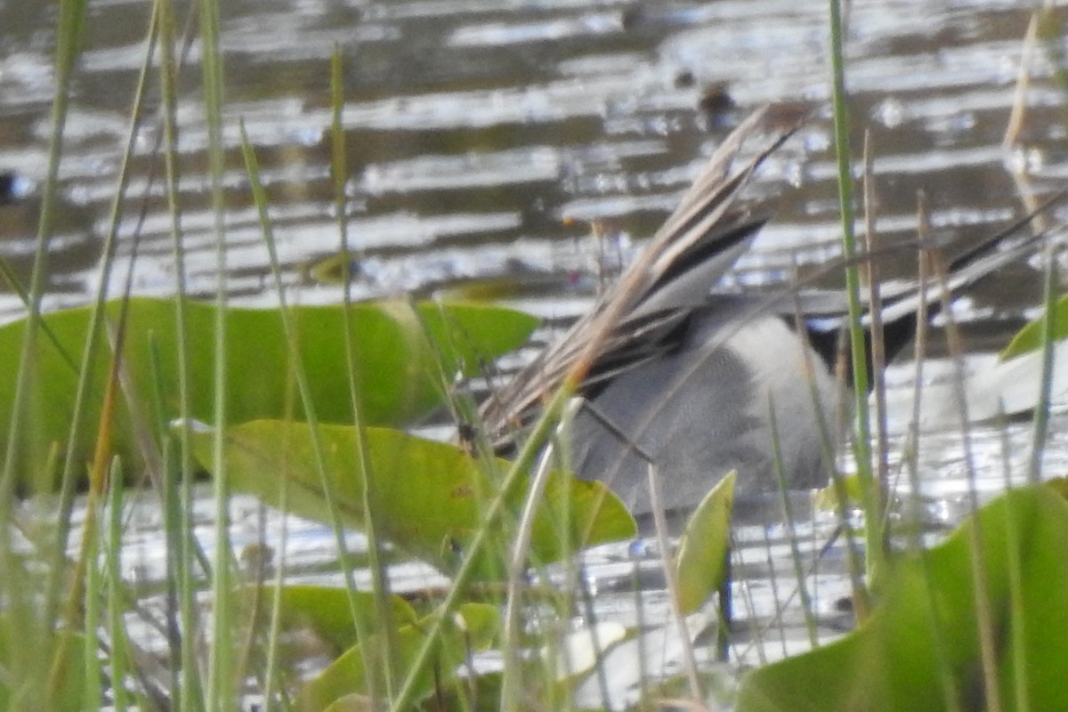 Northern Pintail - ML640119967