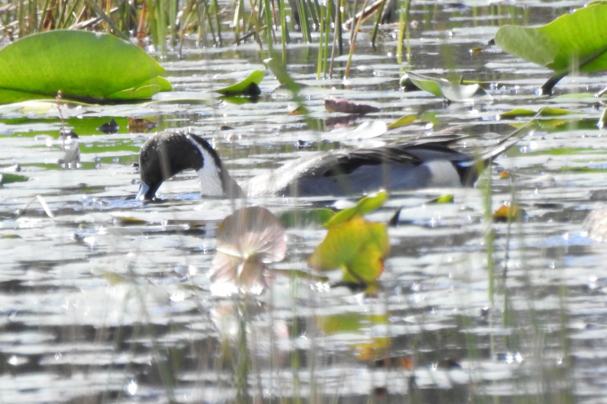 Northern Pintail - ML640119968