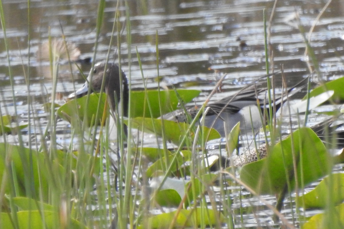 Northern Pintail - ML640119969