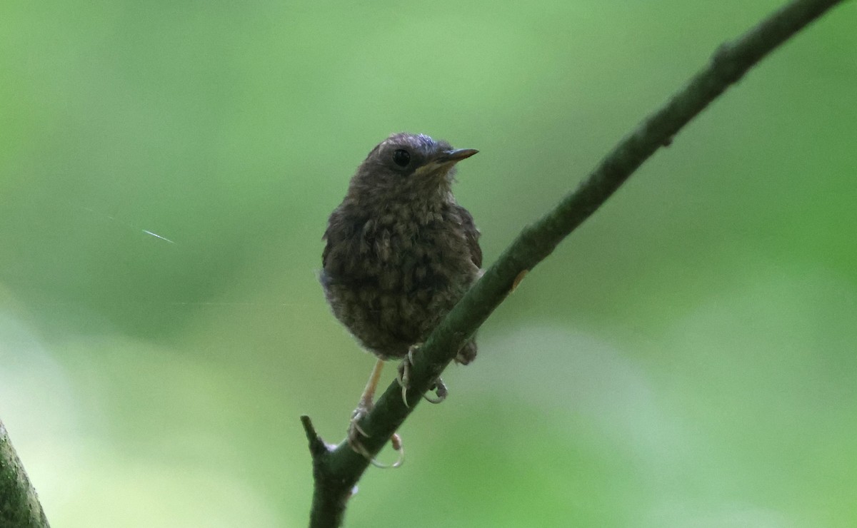 Pacific Wren - ML640119974