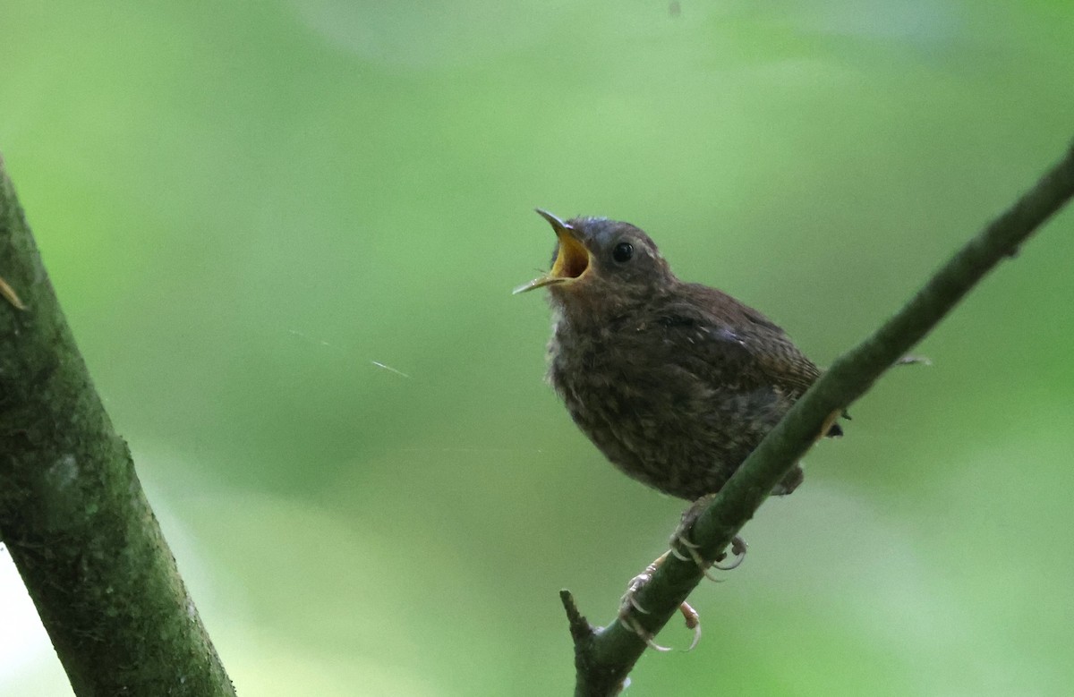 Pacific Wren - ML640119975