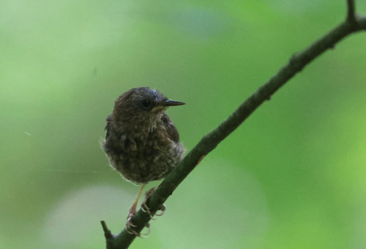 Pacific Wren - ML640119976