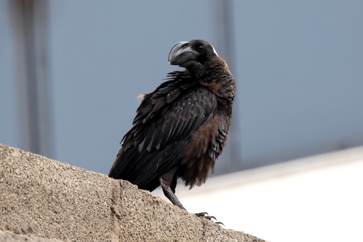 Corbeau corbivau - ML640119999