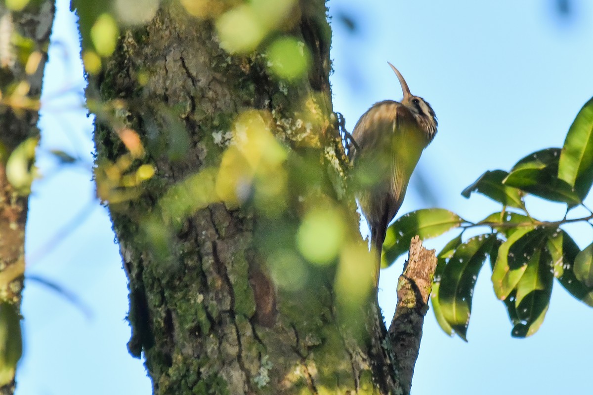 Narrow-billed Woodcreeper - ML640120078
