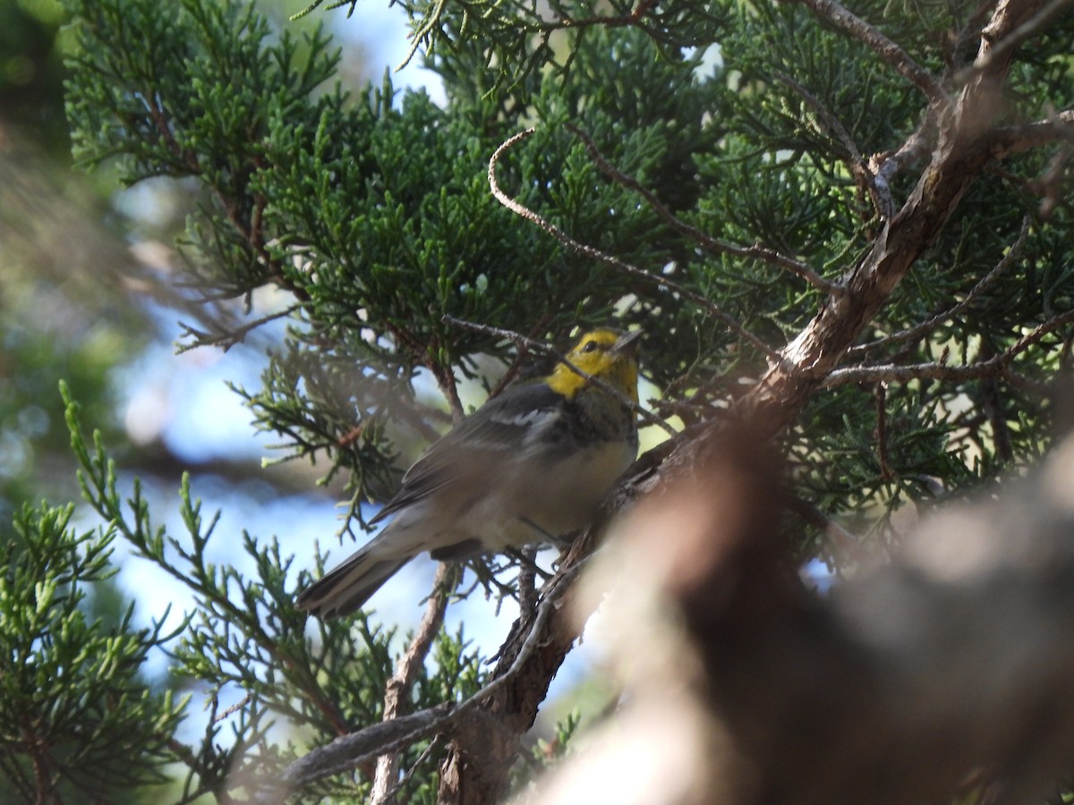 Golden-cheeked Warbler - ML640120124