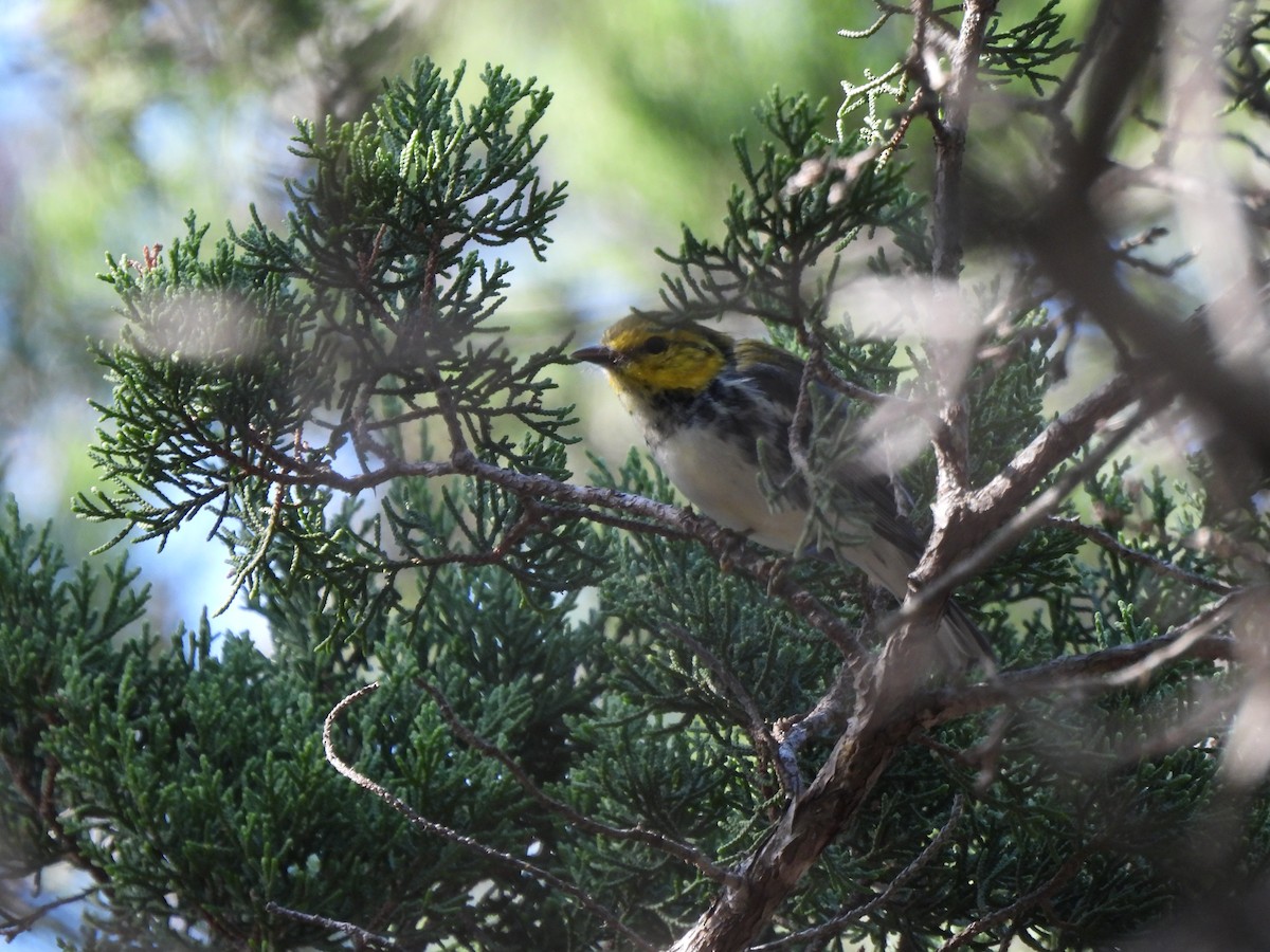 Golden-cheeked Warbler - ML640120128