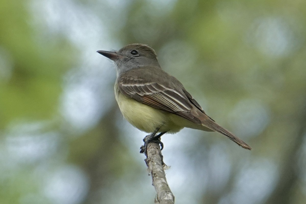 Great Crested Flycatcher - ML640120131