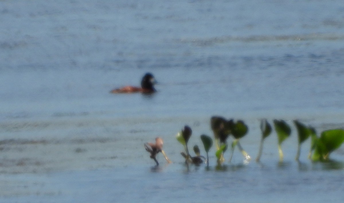 Masked Duck - ML640120148
