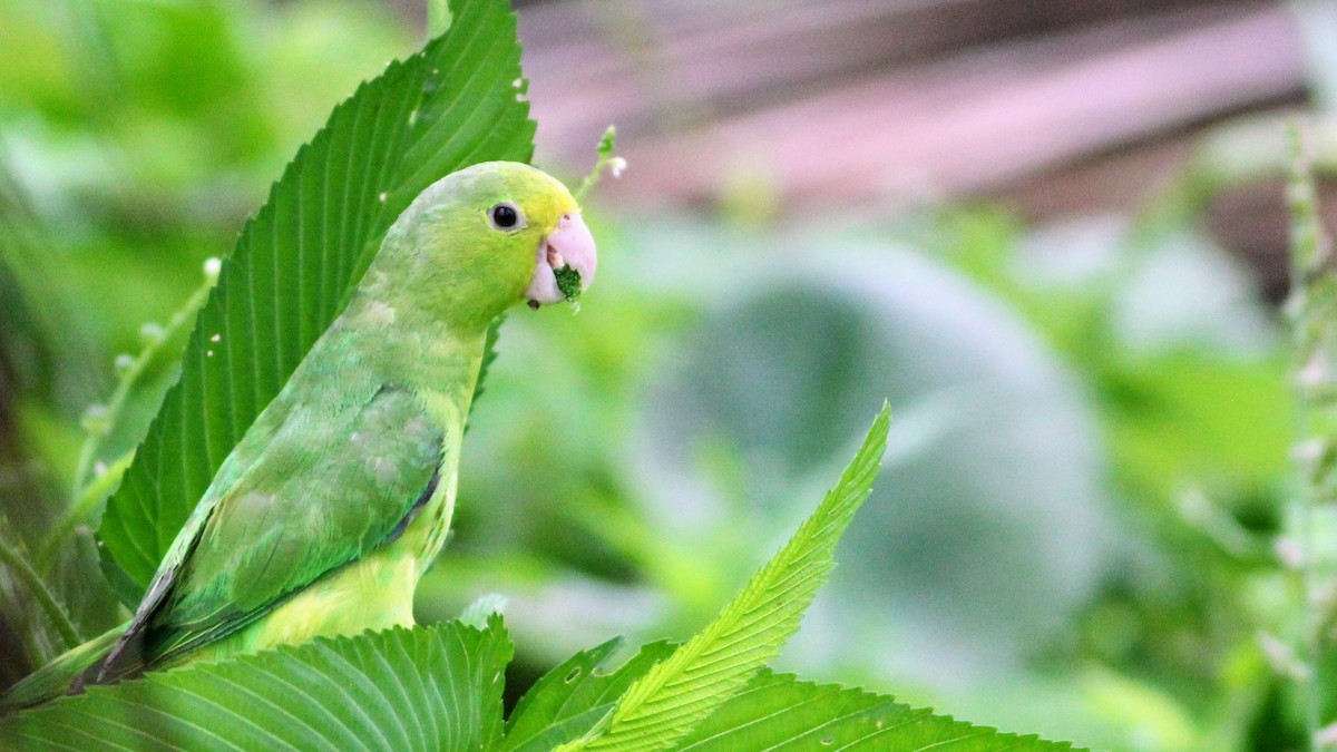 Turquoise-winged Parrotlet - ML640120149
