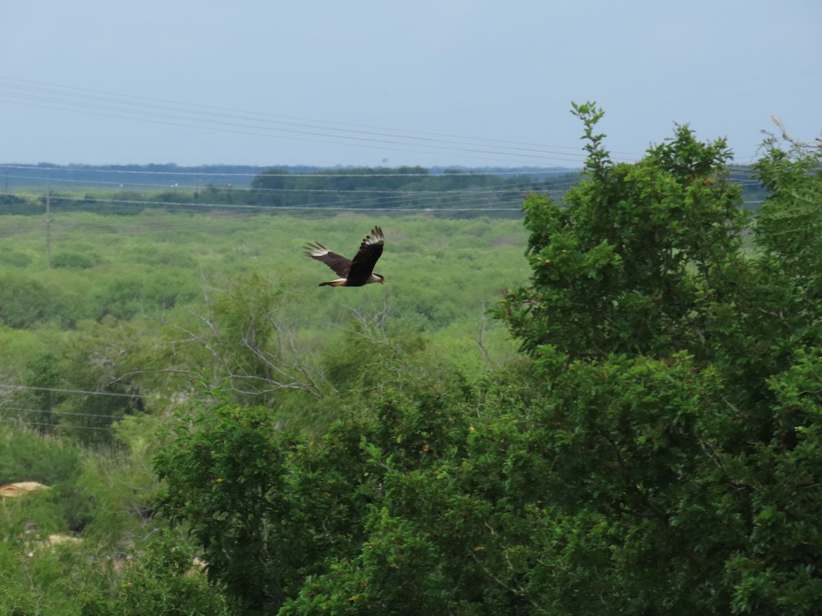 Caracara Carancho (norteño) - ML640120188