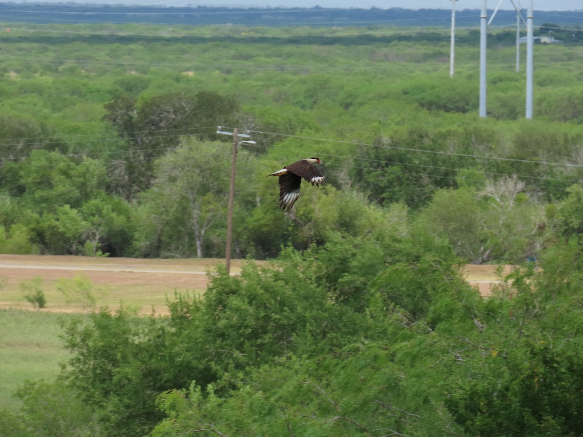 Caracara Carancho (norteño) - ML640120189