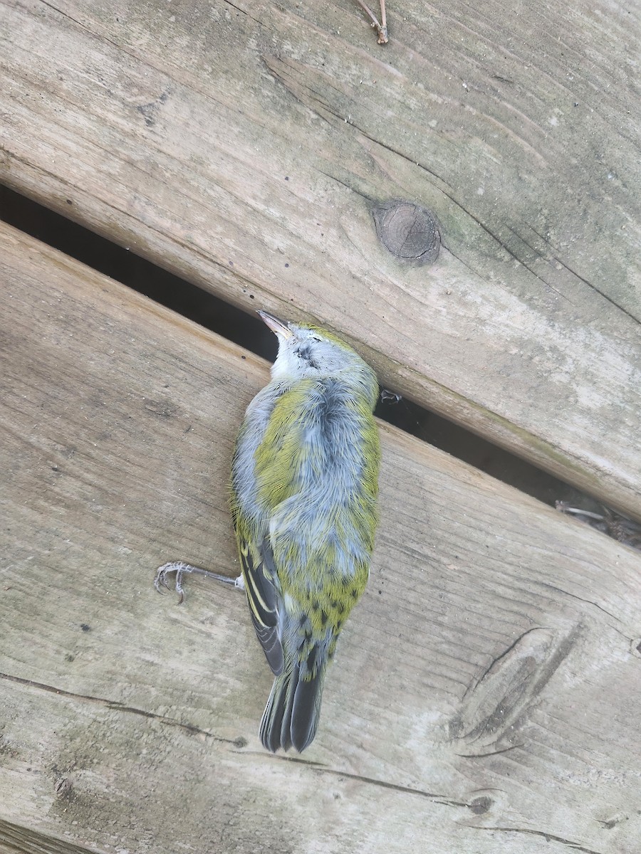 Pine Warbler - ML640120222