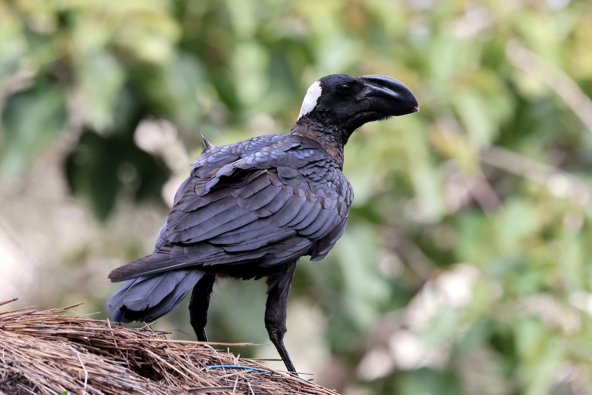Corbeau corbivau - ML640120228