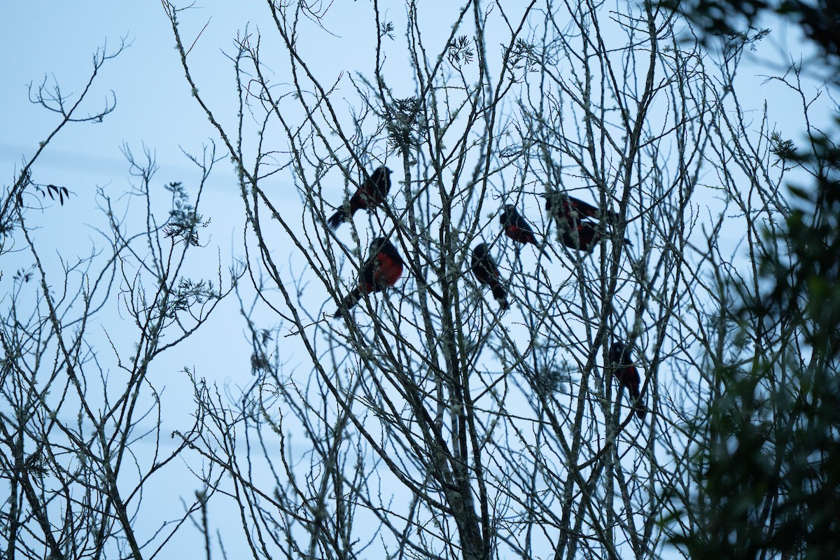 Red-bellied Grackle - ML640120263