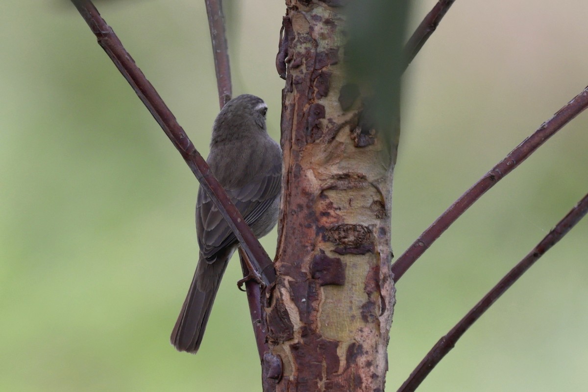 Brown-rumped Seedeater - ML640120305