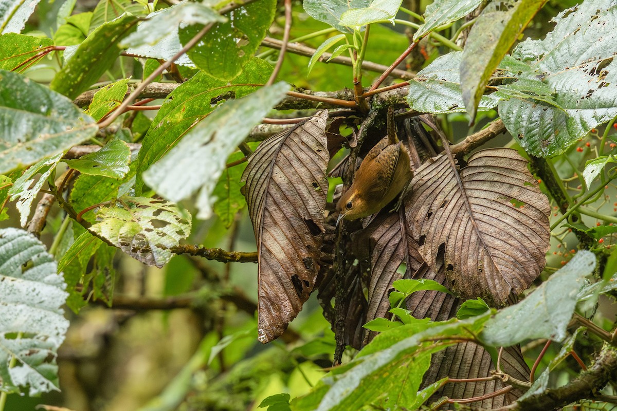 Ochraceous Wren - ML640120330