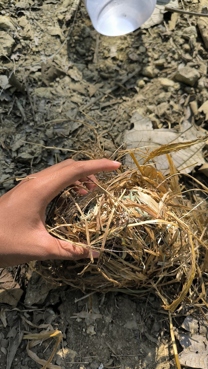 Lonchura sp. - ML640120333