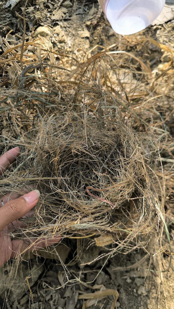 Lonchura sp. - ML640120334