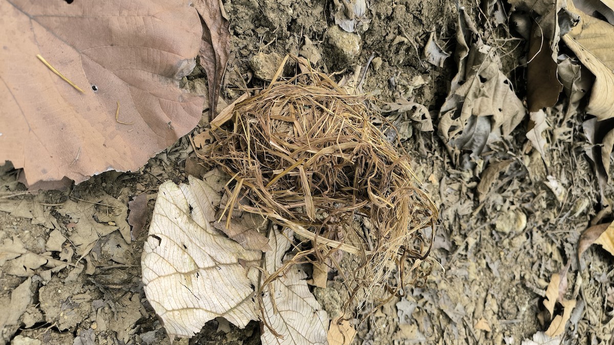 Lonchura sp. - ML640120335