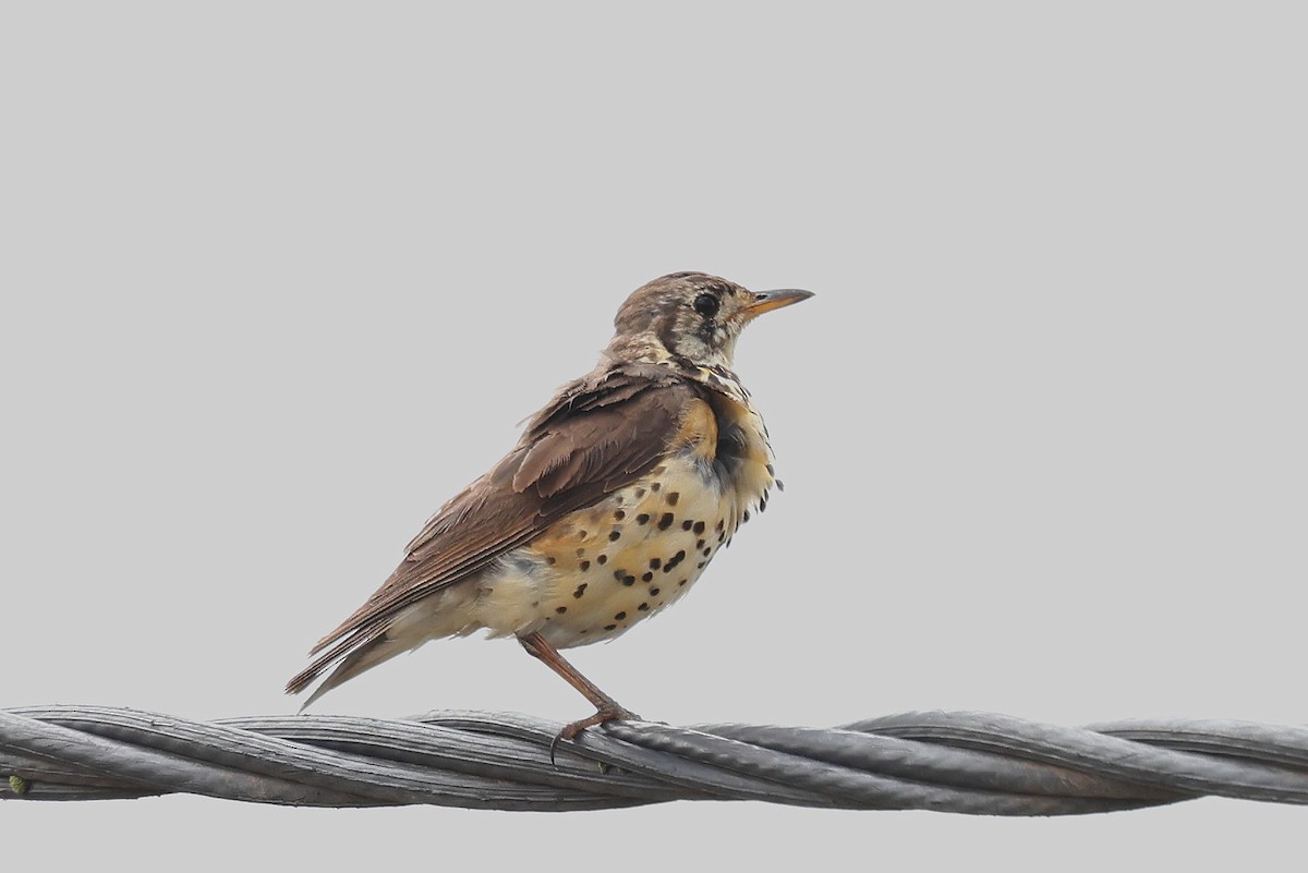 Ethiopian Thrush - ML640120345