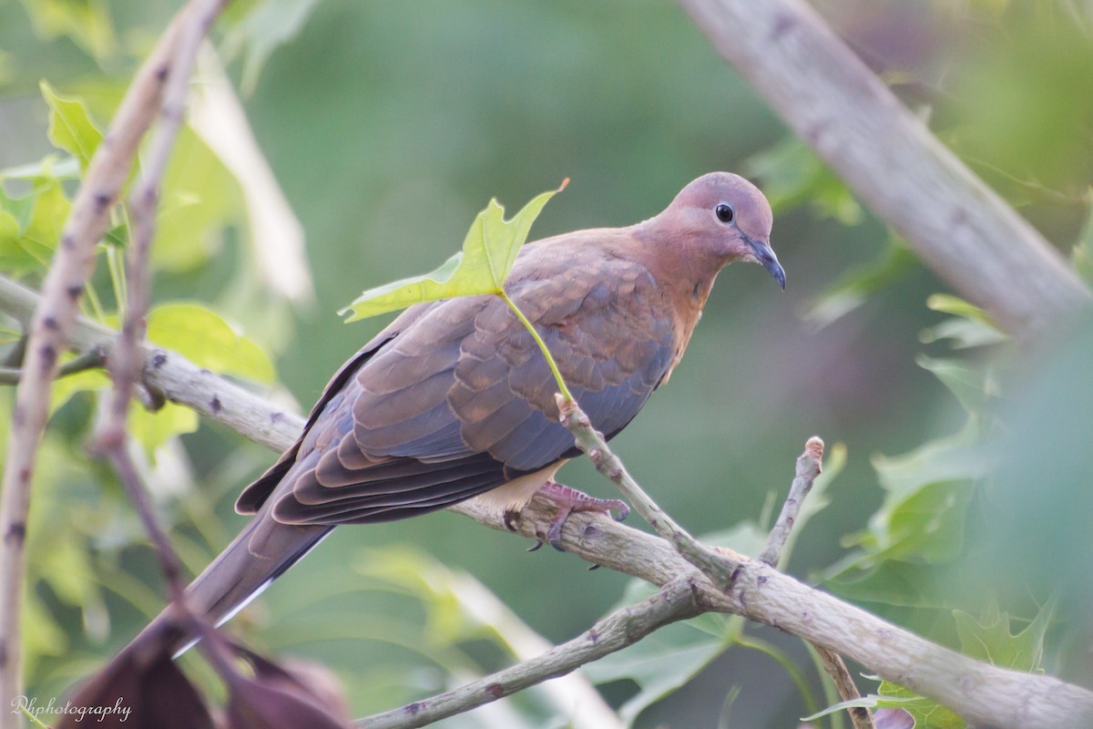 Laughing Dove - ML640120349