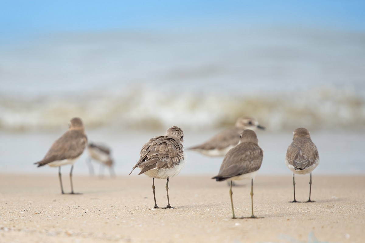 Tibetan Sand-Plover - ML640120354