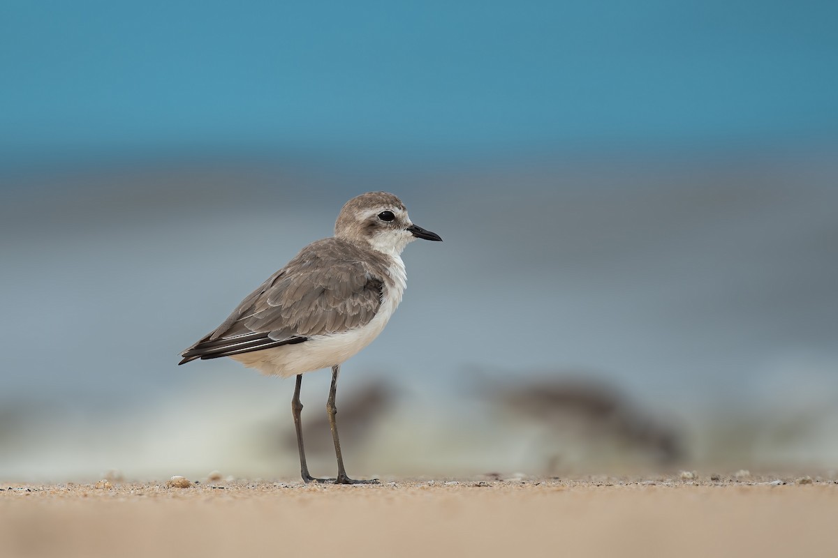Tibetan Sand-Plover - ML640120355