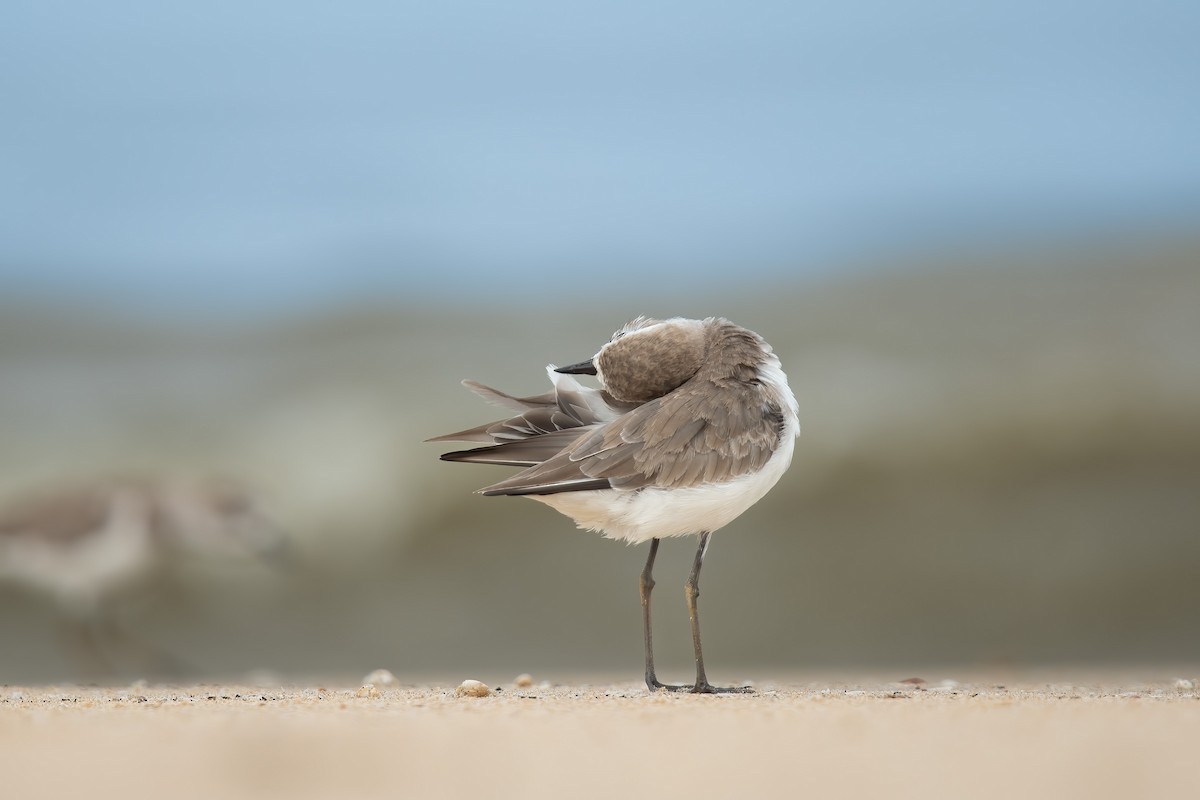 Tibetan Sand-Plover - ML640120356