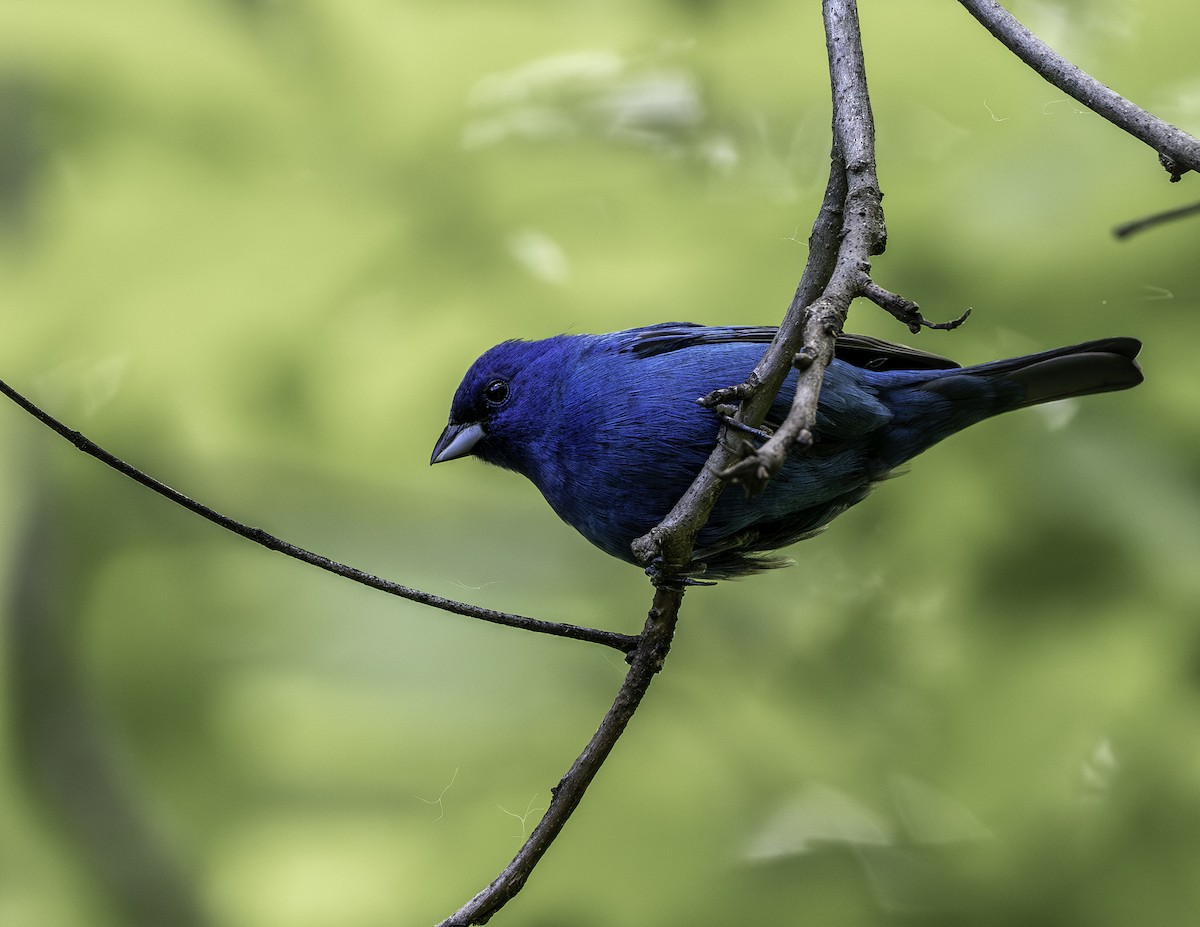 Passerin indigo - ML640120361