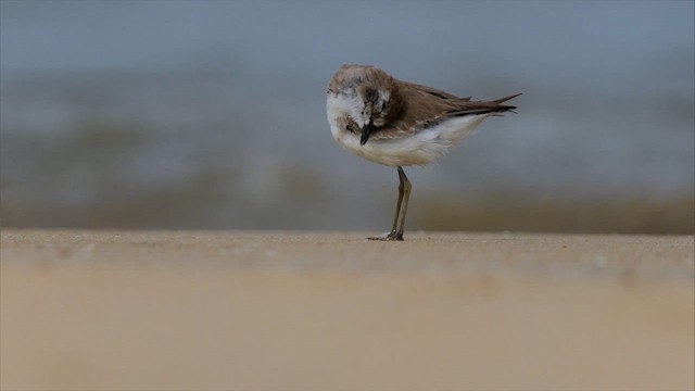 חופמי טיבטי - ML640120364