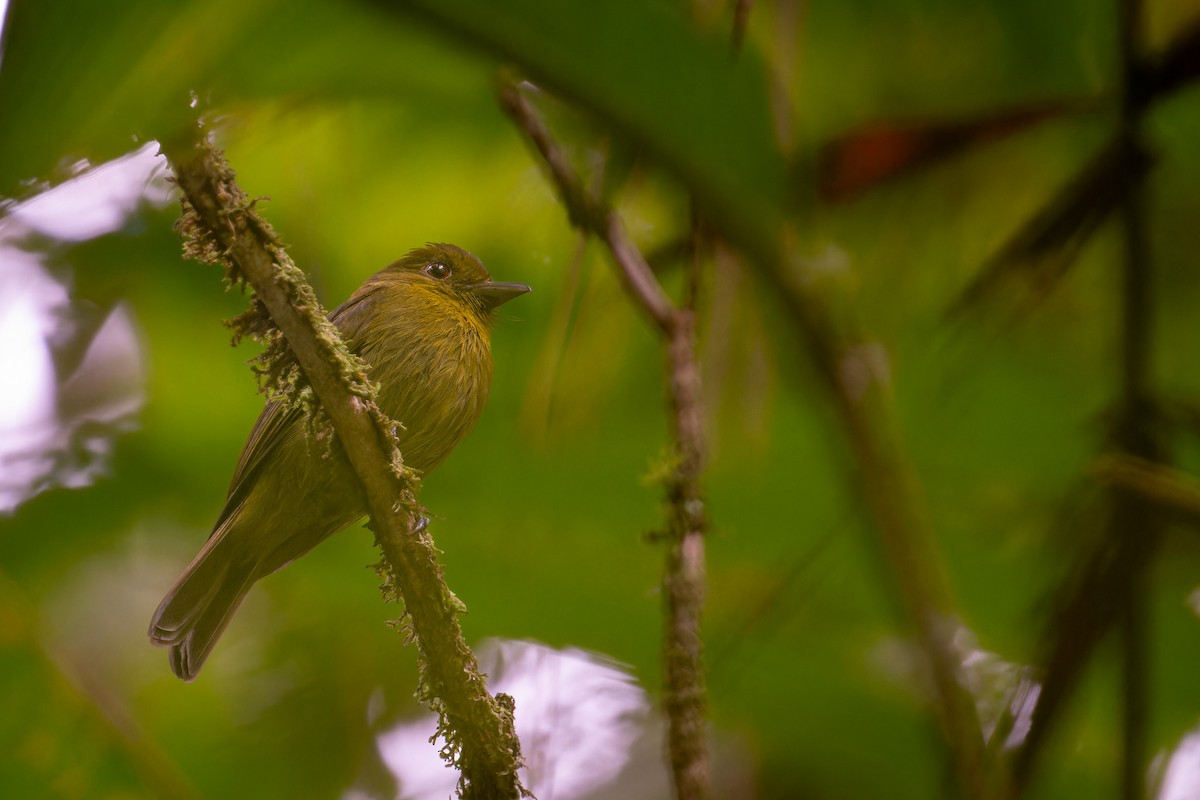sapayoa - ML640120379