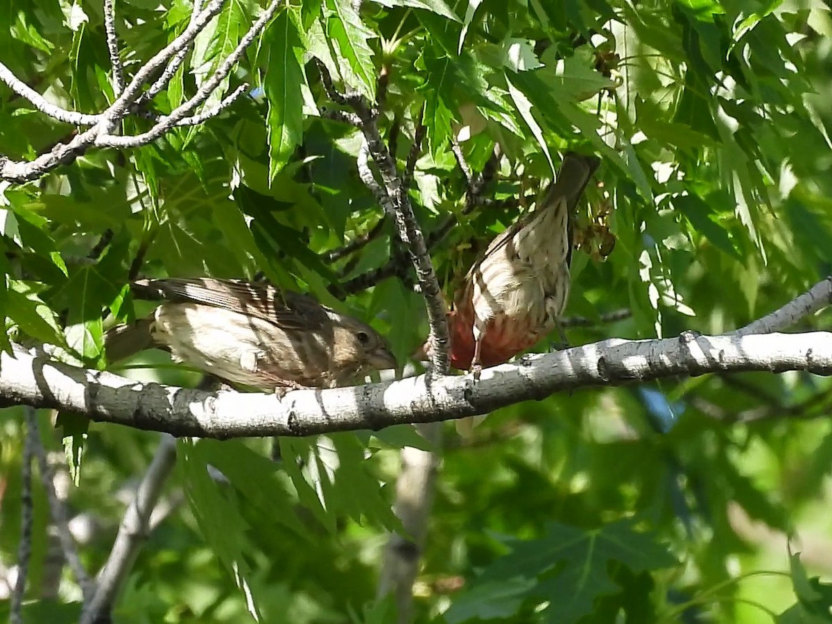 House Finch - ML640120414