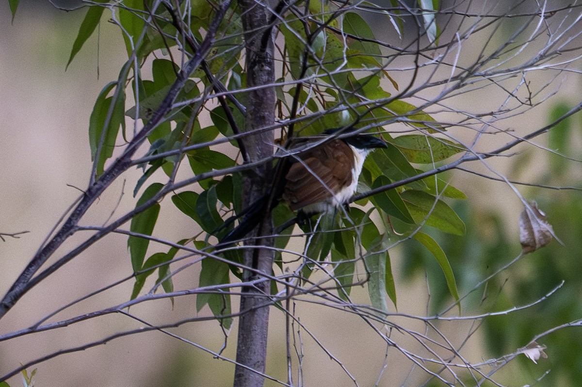 Coucal de Burchell - ML640120443