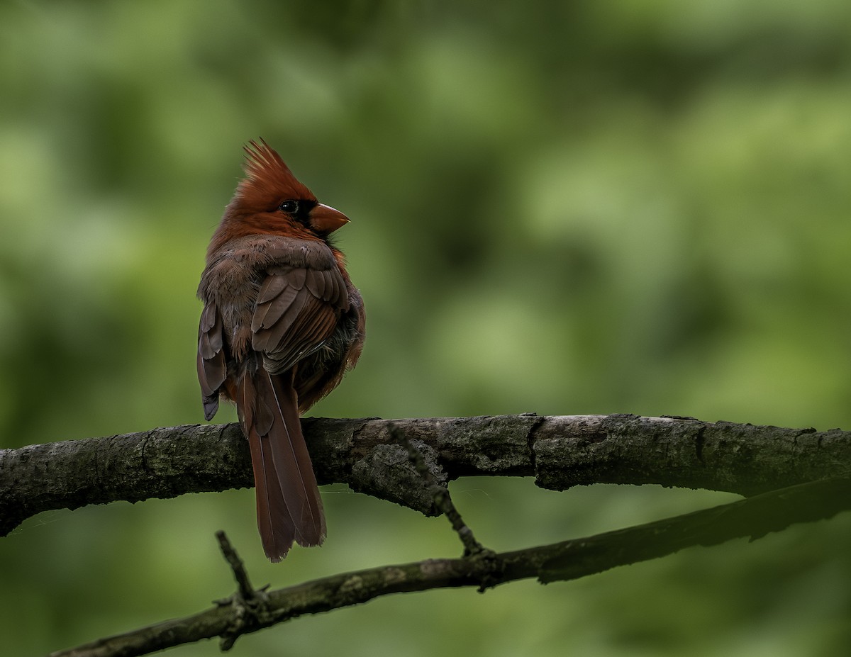 Cardinal rouge - ML640120469