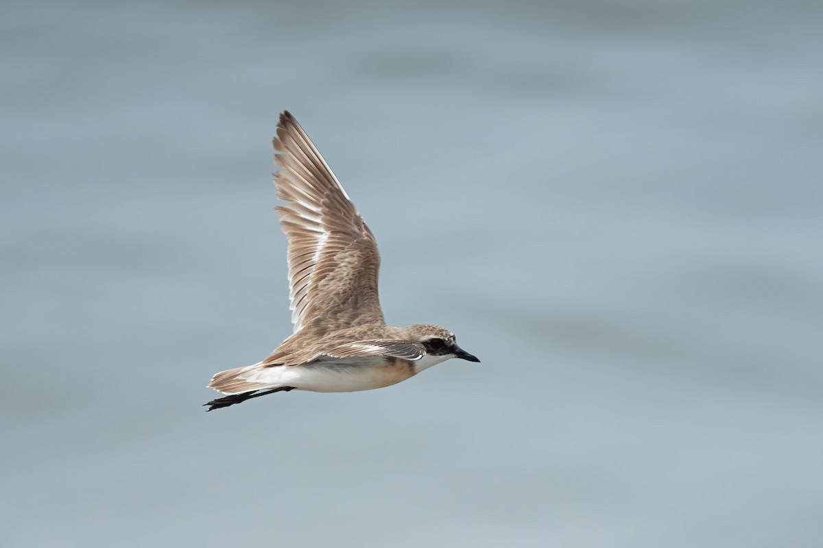 Tibetan Sand-Plover - ML640120488