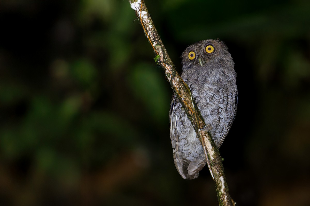 Choco Screech-Owl - ML640120535