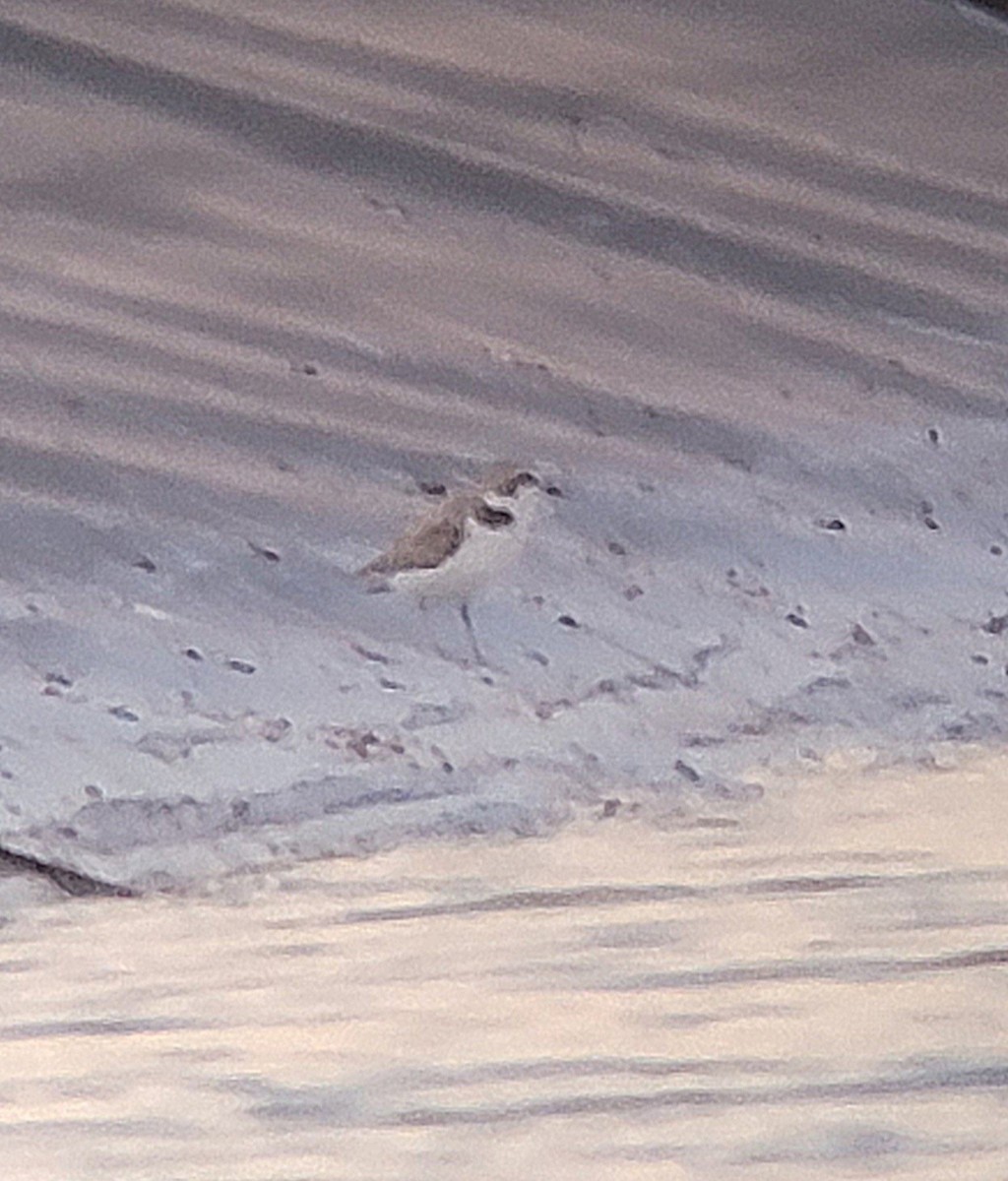 Snowy Plover - ML640120536