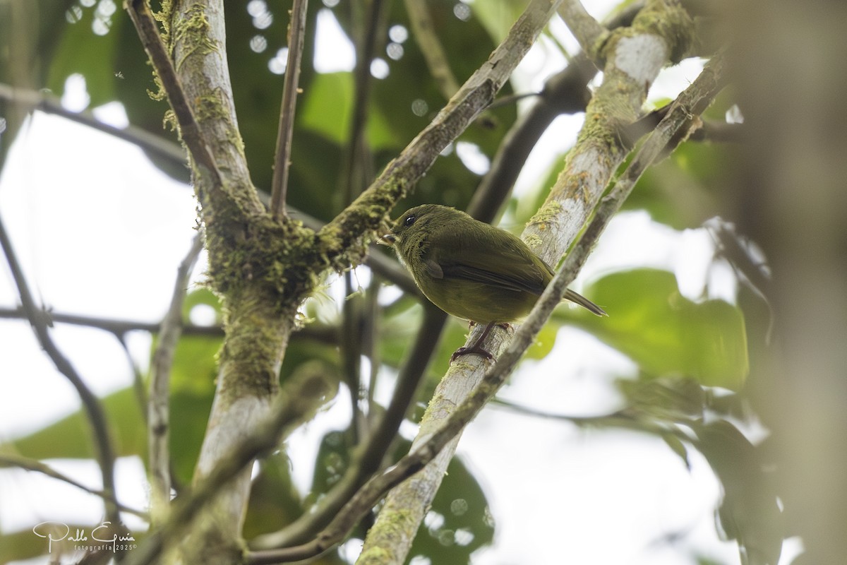 Golden-winged Manakin - ML640120537